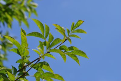 Fraxinus ornus - jasan manový - letní listy (31)